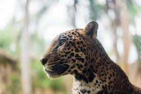 Al igual que con los leopardos negros, no son completamente negros, pues todavía se pueden ver las manchas (aunque débil) en la luz del sol fuerte. Zoologico Jaguar