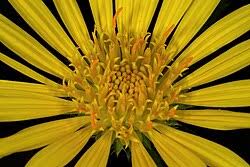 Image result for Hirpicium bechuanense
