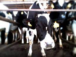 Assumes replacement animals per mature cow: How Much Do Cows Weigh Dairy Moos