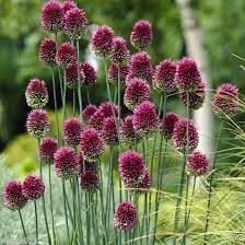 Allium Flowers Bulbs Purple Drumstick Ornamental Onion Allium Flowers Plants Bulb Flowers