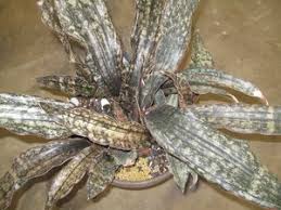 Image result for Centemopsis kirkii