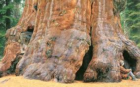 Many giant sequoias fell to the ax during the late 19th and early 20th centuries. The Giant Sequoia Sequoiadendron Giganteum The Biggest Tree In The World
