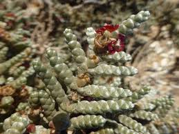 Image result for Salsola