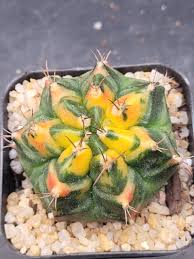 Image result for Pachycarpus eximius