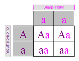 Inheritance Amanda Albinism