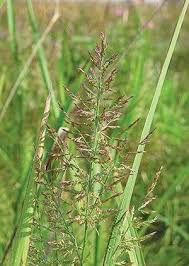 Image result for Panicum phragmitoides