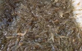 | meaning, pronunciation, translations and examples. Bernama Pkpb Usahawan Udang Galah Mohon Kerajaan Benarkan Kolam Pancing Beroperasi
