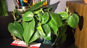 However, they root extremely easily, and is a resilient plant. Heart Leaf Philodendron Time Lapse Youtube