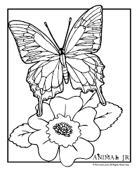 Encourage your child's imagination skills with these beautiful butterfly coloring pages printable, which depict them in various shapes and sizes. Butterfly Coloring Page 4 Butterfly Coloring Page Free Coloring Pages Coloring Pages