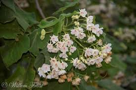 Image result for Dombeya burgessiae