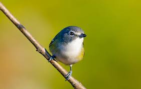 Birds Native To Indiana Blue Headed Vireo Taken In Indianapolis Indiana Usa 10 13 2019 Nature Birds Bird Photo Beautiful Birds
