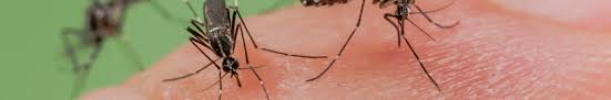 Moustique Tigre Comment Se Proteger Et Eviter La Proliferation Mairie De Talence Moustique Tigre Comment Se Proteger Et Eviter La Proliferation