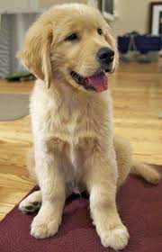discover the intelligent golden retriever dog grooming goldenretrievers goldenretrieversg goldenretrieve golden retriever dogs golden retriever golden puppy