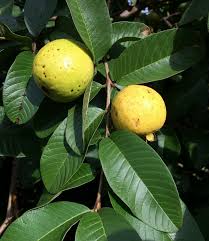 Image result for Psidium guajava