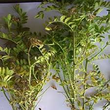 Image result for Alfalfa mosaic virus