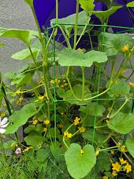 Image result for male flowers cucumber