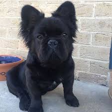 French Bulldog S Are Hilarious Little Cuties And This Is What You Get When You Cross Them With Other Breeds D Bulldog Puppies Bulldog English Bulldog Puppies