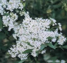 We did not find results for: Trees For Small Gardens Life Is A Garden