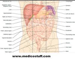 This abdominal regions and quadrants quiz will test your knowledge on the regions and quadrants of the body for anatomy and physiology. Abdominal Quadrants And Its Contents Abdominal Organs By Region Medicostuff