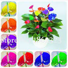 Big Sale 100pcs Rare Mixed Color Anthurium Bonsai Indoor Plant Bonsai Flower Plant Diy Balcony Flower Pots For Bonsai Flower Anthurium Plant Planting Flowers