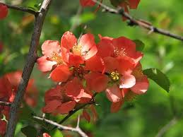 Image result for Chaenomeles japonica