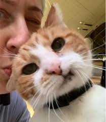 Praying for comfort during pet loss and grief