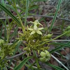 Image result for Rytigynia sp. M