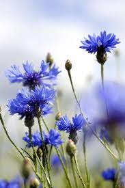 The Only Flowers You Need For A Standout Fall Garden Fall Flowers Autumn Garden Fall Flowers Garden