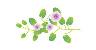 Ipomoea Pes Caprae Beach Morning Glory Trees Shrubs Vines Vector Liked On Polyvore Featuring Home Home Decor Hawaiian Home Decor Hawaiian Homes Shrubs