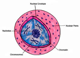 We did not find results for: Plant Life Nucleus