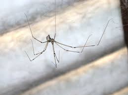 So i was wondering what kind it is so i know it isnt. Common Neighbourhood Spiders Agriculture And Food