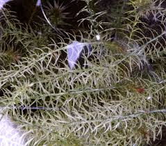 Image result for Lagarosiphon muscoides