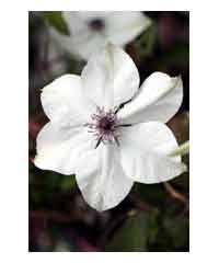 It grows to a height of 300cm (10') and spreads to around 100cm (3'). Clematis Florida Pistachio Westcountry Nurseries