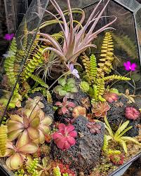 Image result for Pyrenacantha kirkii