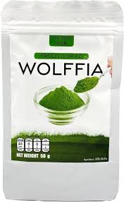 Image result for Wolffia