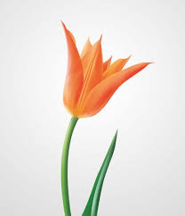 Faça sua escolha entre diversas cenas semelhantes. Orange Tulip Vector Graphics Free Clip Art