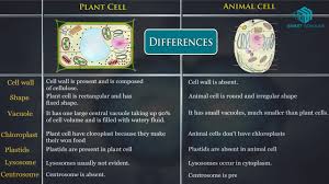 Maybe you would like to learn more about one of these? Plant Cell Vs Animal Cell Youtube