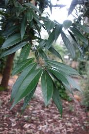 Image result for Persea