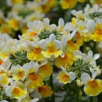 Image result for Nemesia lilacina