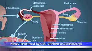 Daca vrei sa afli care sunt primele simptome care te anunta ca esti insarcinata, noi iti vom prezenta in acest material cele mai frecvente semne care apar atunci cand vei deveni mamica. Primul Trimestru De SarcinÄƒ Simptome È™i ContraindicaÈ›ii Youtube