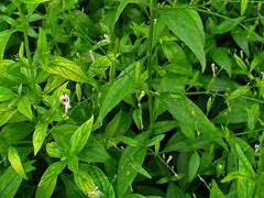 Rainforest herbs ® hempedu bumi plus information sheet prepared by benjamin drewe, medical herbalist how strong is your liver? Andrographis Paniculata Green Chireta Creat Nilavembu Kirayat Chuan Xin Lian King Of Bitters Pfaf Plant Database