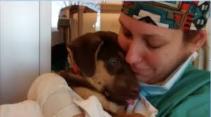 Maddie's Shelter Medicine Program at Cornell University