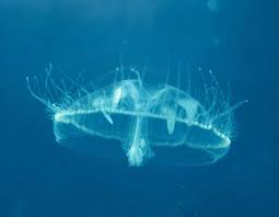 Freshwater Jellyfish Mdc Discover Nature