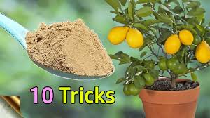 I am living in new york and my 3 year old meyer lemon tree is now indoors. 10 Tricks To Grow Lots Of Lemons How To Grow Lemon Tree In Pot Citrus Tree Care Youtube