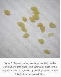 Does Praziquantel Kill All The Stage Forms Of Tapeworm Quora