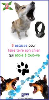 Epingle Sur Animaux De Compagnie