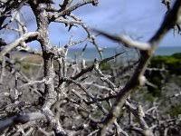Ini tambahnya, berdasarkan sabda rasulullah saw maksudnya: Pokok Gharqad African Boxthorn Amin Al Kalantani
