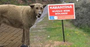 Antalya Da Kopek Tarafindan Isirilan Adamda Kuduza Rastlanilmasi Uzerine Bolge Karantinaya Alindi Antalya