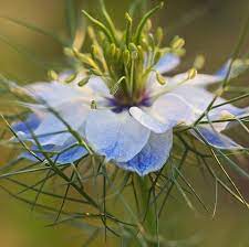 Pin On Flowers