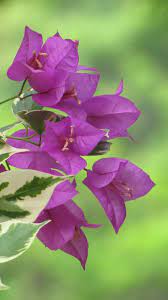 Giant paper flowers wall decor | spring party decor. Paper Like And Delicate The Bougainvillea Flower Has Been Sure To Delight Anyone Who S Been Fortunate Enough T Beautiful Flowers Flower Garden Bougainvillea